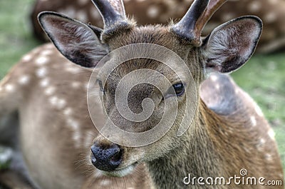 Sika deer in Nara, Japan Stock Photo