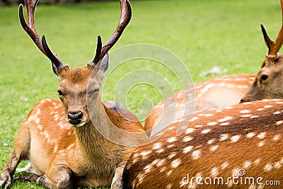Winking deer Stock Photo