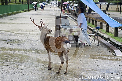 Sika deer in street of Nara, Japan Editorial Stock Photo