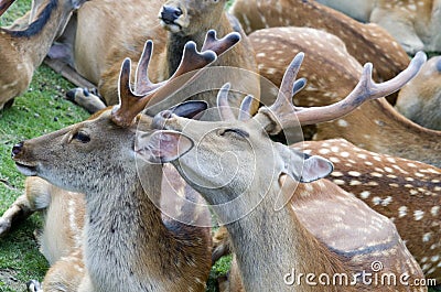 Sika deer take care Stock Photo