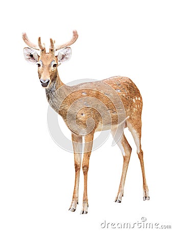 Sika deer at a zoo isolated on white Stock Photo