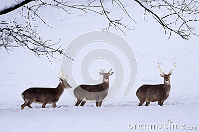 Sika Deers (Cervus nippon) in the snow. Stock Photo