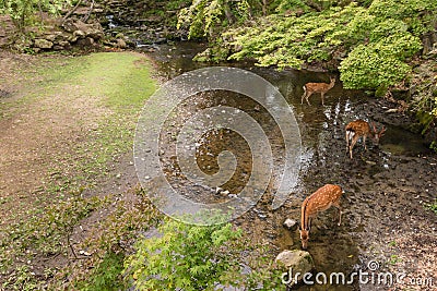 Sika deers drinking water in woodland Stock Photo