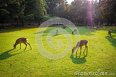 Sika deers in Nara Park, Japan Stock Photo