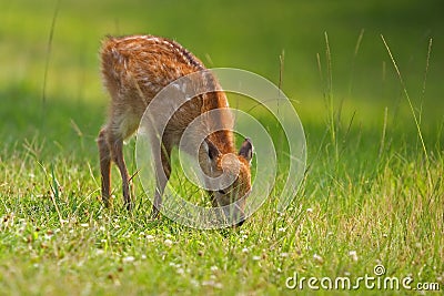 Sika Fawn Stock Photo