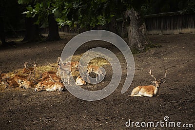 Sika spotted deers Stock Photo