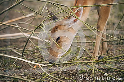 Sika or spotted fallow deer in a meadow. Portrait of a Young Deer eating Stock Photo