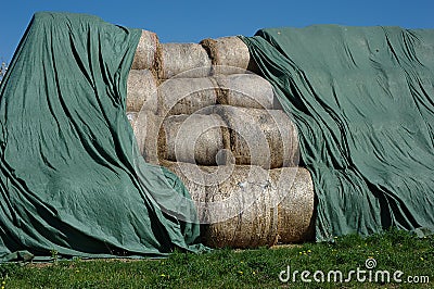 Silage Bales Stock Photo