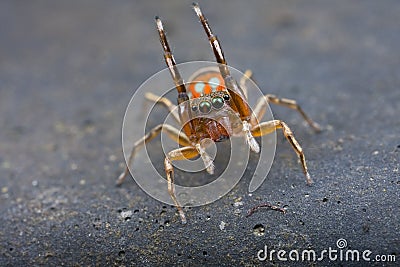 A silder jumping spider Stock Photo