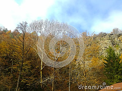 Silence, Golden October autumn. Forest view. Stock Photo