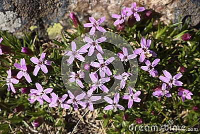 Silene acaulis Stock Photo