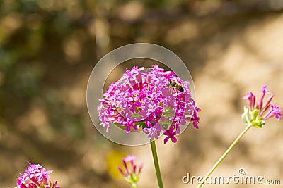 Silene armeria Stock Photo