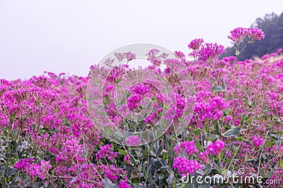 Silene armeria flower Stock Photo