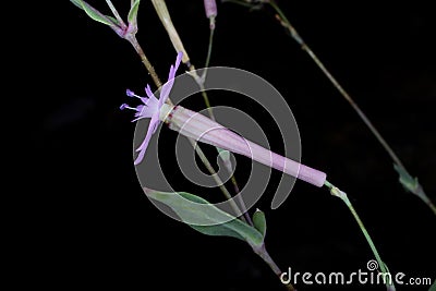 Silene armeria - Wild plant shot in the summer. Stock Photo
