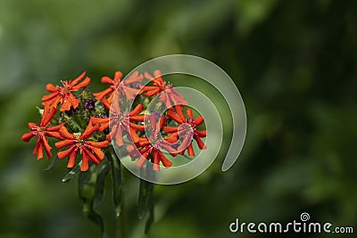 Silene chalcedonica flower Stock Photo