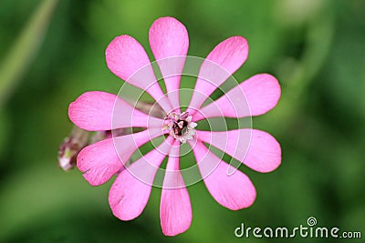 Silene colorata flower Stock Photo