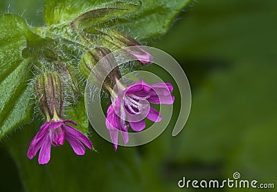 Silene dioica Stock Photo