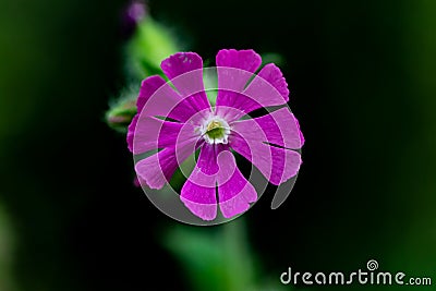 Silene dioica flower growing in meadow Stock Photo