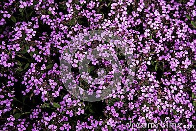 Silene dioica Stock Photo