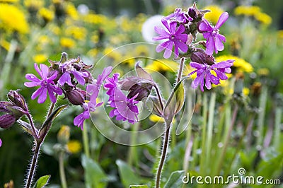 Silene dioica meadows pink flower in bloom Stock Photo