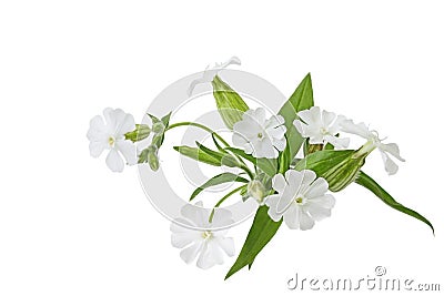 Silene latifolia Wildflower Stock Photo