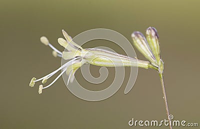 Silene mellifera species of campion with small, sticky yellowish-green trumpet-shaped flowers with delicate, erect stems on a Stock Photo