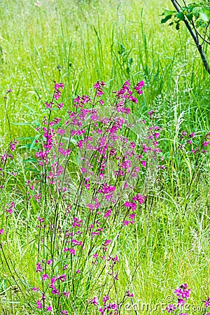 Silene viscaria, the sticky catchfly or clammy campion, is a flowering plant in the family Caryophyllaceae. contains a relatively Stock Photo