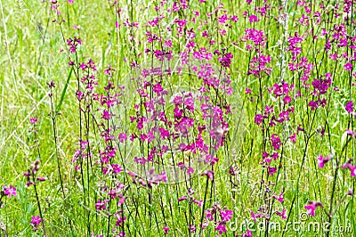 Silene viscaria, the sticky catchfly or clammy campion, is a flowering plant in the family Caryophyllaceae. contains a relatively Stock Photo