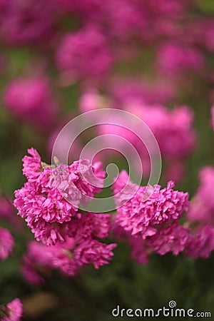 Silene viscaria, the sticky catchfly or clammy campion,is a flowering plant in the family Caryophyllaceae Stock Photo