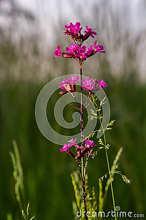 Silene viscaria, Viscaria vulgaris, Caryophyllaceae. Wild plant shot in summer Stock Photo