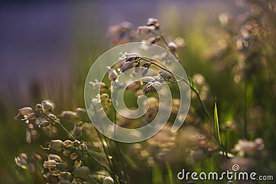 Silene vulgaris - Grasshopper - white flowers of grasshopper among the grass in the meadow in beautiful backlight Stock Photo