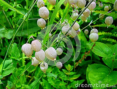 Silene Vulgaris (Bladder Campion) at Valley of Flowers National Park, Uttarakhand, India Stock Photo