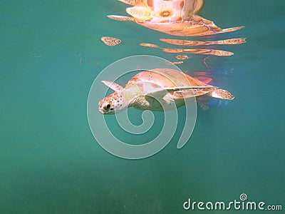 Silent Voyager: Sea Turtle's Serene Sojourn in Gulf's Depths Stock Photo