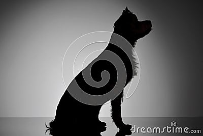 Silhouette of an adorable Yorkshire Terrier Stock Photo