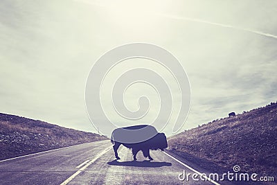 Silhouette of American bison crossing road. Stock Photo