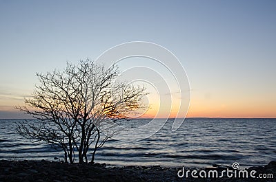 Silhouette of a bare tree by the coast at sunset Stock Photo