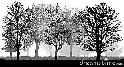 Silhouette of bare trees. Autumn park forest, vector Vector Illustration