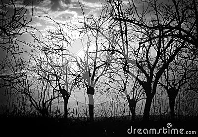 Silhouette Bare Trees And Branches In Backlit Stock Photo