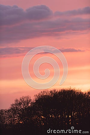 Silhouette of bare trees under pink coloured sky. Stock Photo