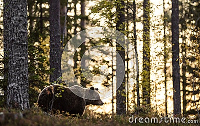 Silhouette of a bear. Forest at sunset background. Stock Photo