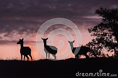 Fallow deer against a pink sky Stock Photo