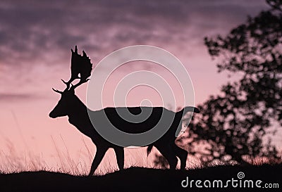 Fallow deer buck Stock Photo