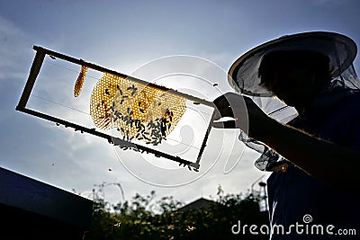 Beekeeper silhouette. Beekeeper holding a wooden frame with honey comb. Stock Photo