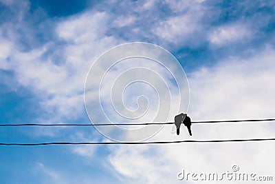 the silhouette of the bird in love on power line or wire in blue Stock Photo