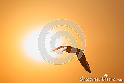 Silhouette of bird opposite sun Stock Photo