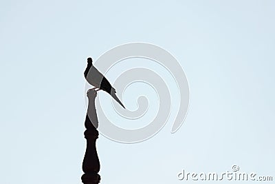 Silhouette Bird on roof stick tops on soft blue sky Stock Photo
