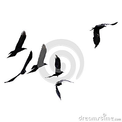 Silhouette of black birds of starlings and rooks flying in a flock in the distance on a white isolated background Stock Photo