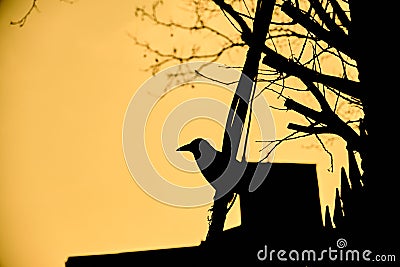 Silhouette of a black crow, raven and dried tree branches with black and yellow in istanbul. Stock Photo