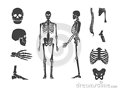 Silhouette Black Human Skeleton and Part Set. Vector Vector Illustration