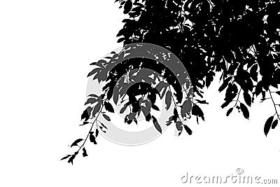 Silhouette Black leaf on the branches isolate on white background Stock Photo
